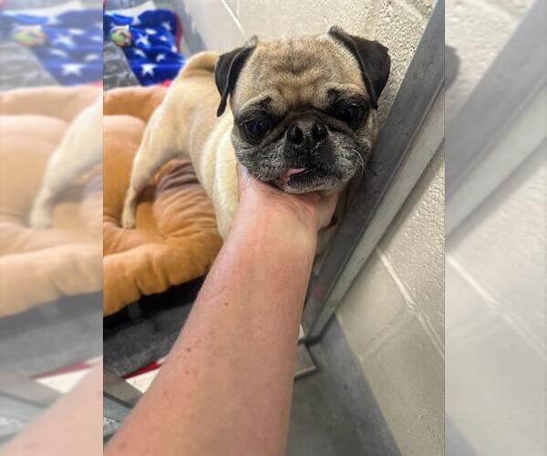 Medium Photo #1 Pug Puppy For Sale in Santa Cruz, CA, USA