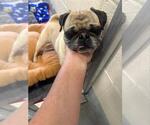 Small Pug