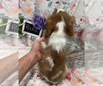 Small #10 Cavalier King Charles Spaniel