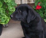 Small Photo #4 Labrador Retriever Puppy For Sale in WESTCLIFFE, CO, USA