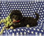 Small Photo #4 Miniature Bernedoodle Puppy For Sale in GLEN ROCK, PA, USA