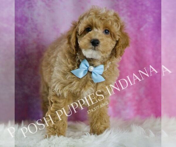 Medium Photo #63 Poodle (Toy) Puppy For Sale in WARSAW, IN, USA