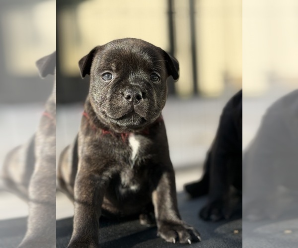 Medium Photo #1 Staffordshire Bull Terrier Puppy For Sale in LUTZ, FL, USA
