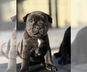 Staffordshire Bull Terrier Puppy for Sale in LUTZ, Florida USA