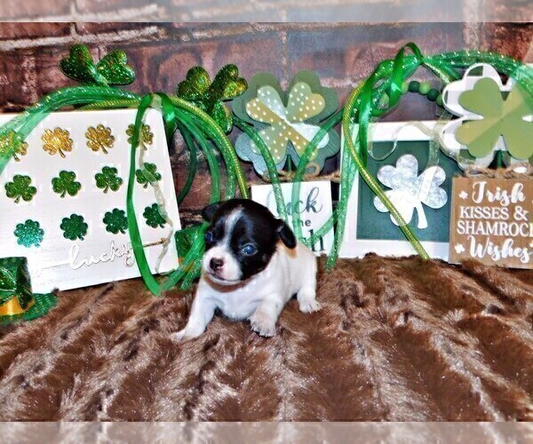 Medium Photo #8 Chihuahua Puppy For Sale in CHARLESTON, AR, USA