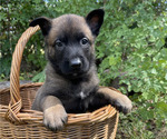 Small #4 Belgian Malinois