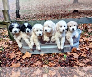 Pyredoodle Puppy for sale in CULLMAN, AL, USA
