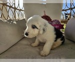 Small Photo #33 Sheepadoodle Puppy For Sale in THORNDALE, TX, USA