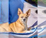 Small Photo #2 Chipin Puppy For Sale in San Francisco, CA, USA