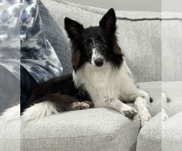 Medium Photo #2 Collie-Unknown Mix Puppy For Sale in Doylestown, PA, USA