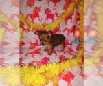 Small Photo #3 Yorkshire Terrier Puppy For Sale in LAPEER, MI, USA