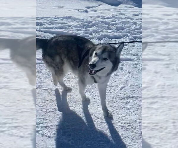 Medium Photo #5 Siberian Husky Puppy For Sale in Sandy, UT, USA