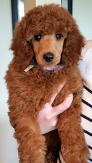 Poodle (Standard) Puppy for sale in SILVERDALE, WA, USA