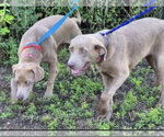 Small #3 Labrador Retriever Mix