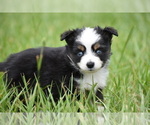 Small #5 Miniature Australian Shepherd