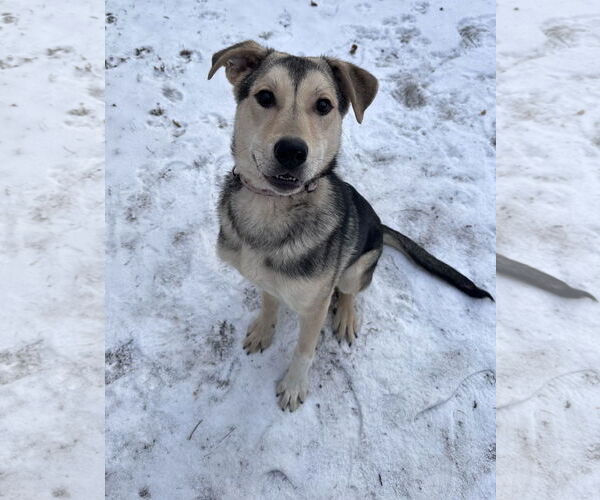 Medium Photo #4 Mutt Puppy For Sale in Brooklyn Center, MN, USA