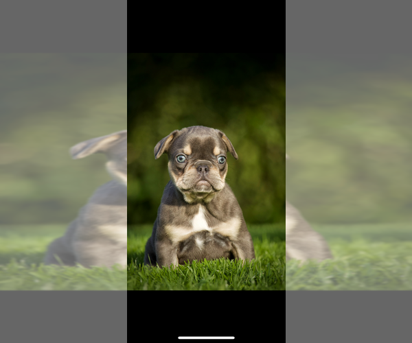 Medium Photo #3 French Bulldog Puppy For Sale in OLYMPIA, WA, USA