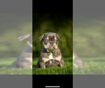 Small #2 French Bulldog