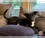 Small #23 Labrador Retriever Mix