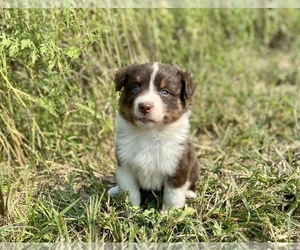 Australian Shepherd Puppy for sale in LODA, IL, USA