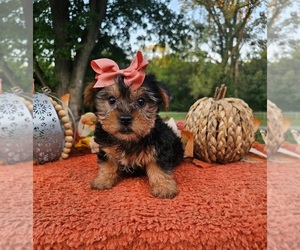 Yorkshire Terrier Puppy for sale in INDIANAPOLIS, IN, USA