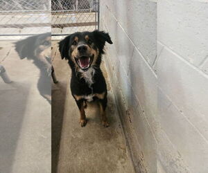 Mutt Dogs for adoption in El Centro, CA, USA