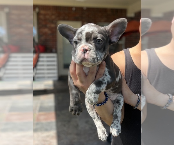 Medium Photo #5 French Bulldog Puppy For Sale in PEARLAND, TX, USA