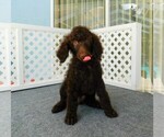 Small Photo #3 Poodle (Standard) Puppy For Sale in SPRING HILL, FL, USA