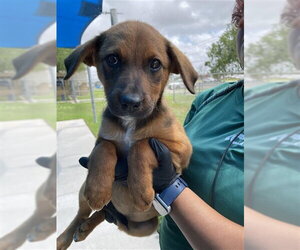 Labrador Retriever Dogs for adoption in Corpus Christi, TX, USA