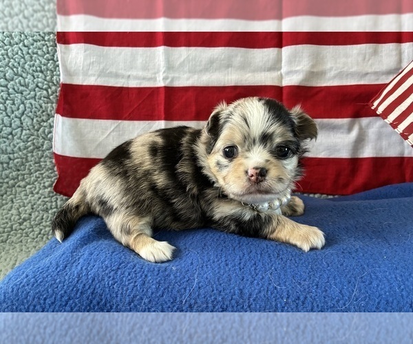 Medium Photo #1 Chihuahua Puppy For Sale in NEWVILLE, PA, USA