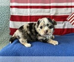 Image preview for Ad Listing. Nickname: AKC Panorama