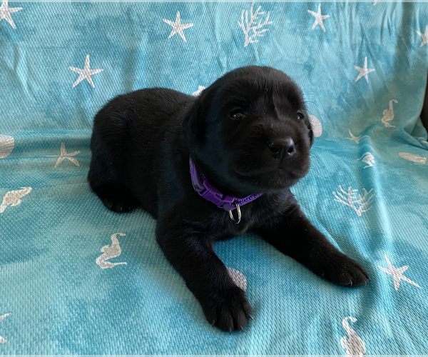 Medium Photo #8 Labrador Retriever Puppy For Sale in PALM COAST, FL, USA