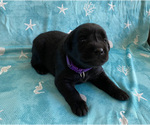 Small Photo #8 Labrador Retriever Puppy For Sale in PALM COAST, FL, USA