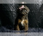 Puppy AKC Misty Poodle (Miniature)