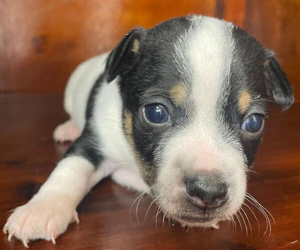 Medium Photo #1 Rat Terrier Puppy For Sale in WHITAKERS, NC, USA