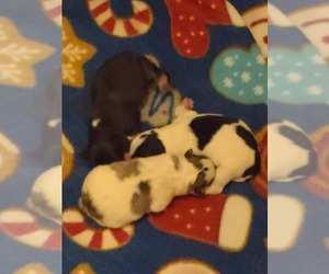 American Eskimo Dog-Pomsky Mix Puppy for sale in MUSKEGON, MI, USA