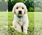 Small Photo #26 Golden Retriever Puppy For Sale in AMITY, AR, USA