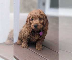 Golden Retriever-Goldendoodle Mix Puppy for sale in MILLERSBURG, OH, USA