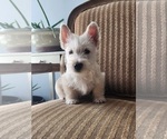 Small Photo #2 Scottish Terrier Puppy For Sale in EVA, AL, USA