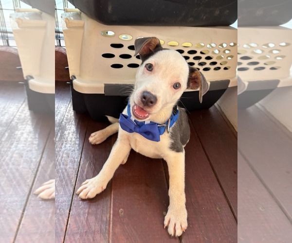 Medium Photo #2 Mutt Puppy For Sale in Greenville, SC, USA