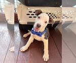 Small #1 Mutt