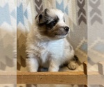Small #4 Shetland Sheepdog