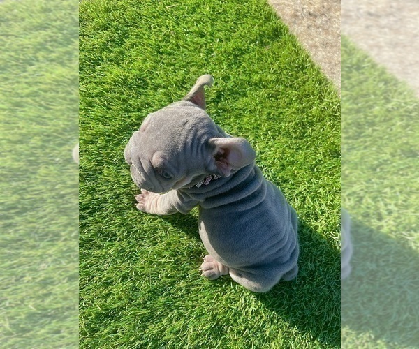 Medium Photo #23 French Bulldog Puppy For Sale in PHILADELPHIA, PA, USA