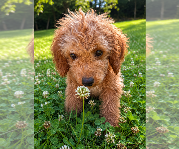 Medium Photo #36 Goldendoodle mix (+ Poodle Miniature) Puppy For Sale in DURHAM, CT, USA