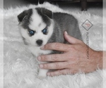 Small Photo #3 Pomsky Puppy For Sale in KANSAS CITY, MO, USA
