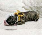 Small Photo #3 Alapaha Blue Blood Bulldog Puppy For Sale in SHELOCTA, PA, USA