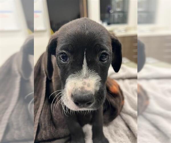 Medium Photo #1 Labrador Retriever Puppy For Sale in Baytown, TX, USA