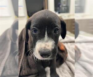 Labrador Retriever Dogs for adoption in Baytown, TX, USA
