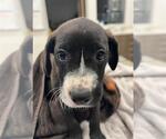 Small Labrador Retriever