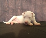 Small Photo #4 Dogo Argentino Puppy For Sale in MIAMI, FL, USA